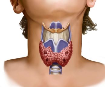 Коррекция щитовидной железы